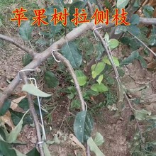 果树拉枝器改进型开角器压枝主干定型别枝樱桃扭拨弯苹果拉枝神器