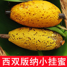 ���С���۷䳲��Ұ���������ų�5����Ȼ�������r���Ԯa�ٻ���