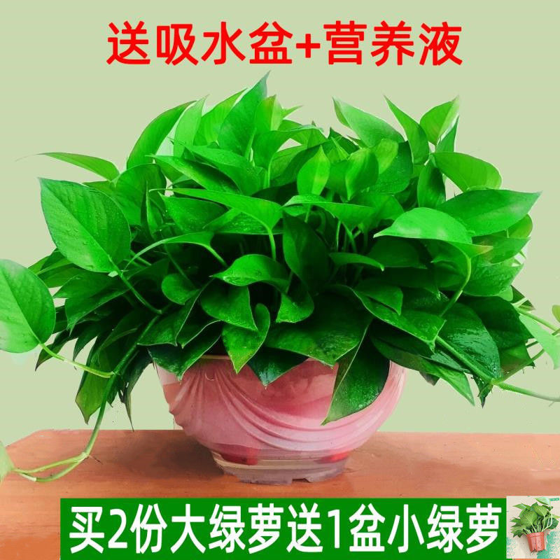 대형 흡수성 포토스 130개 [2개 구매시 작은 포토스 1개 증정]