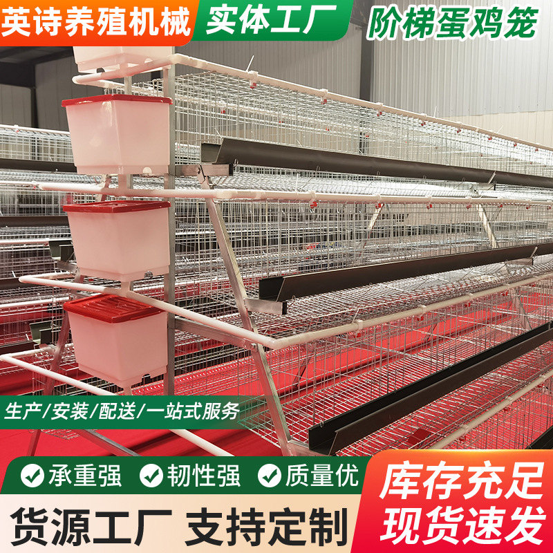 tres pisos de cuatro puertas escaleras huevo de gallina de ponedora equipos de cría de gallinas de ponedora tipo laminado huevo de gallina de ponedora automática