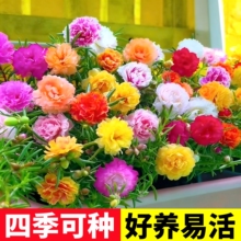 �ذ�̫ꖻ��N�ݻ��N�����҃������^����ֲ�ﻨ���ļ����N�_���׻�