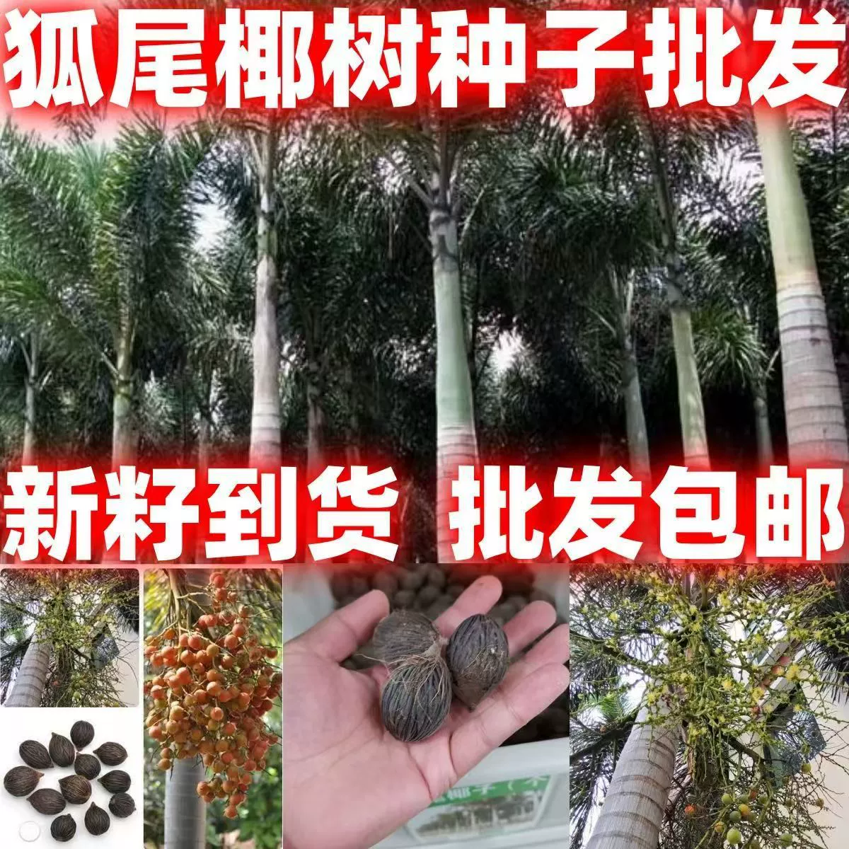 Сезонные новые семена, семена кокоса лисьего хвоста, семена лесных деревьев, четырехсезонные многолетние ландшафтные проекты по зеленению растут быстрее.