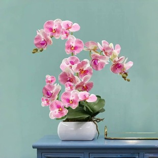 Phalaenopsis Seedlings with Flower Swords and Flower Buds Potted Orchids Large Seedlings Living Room Indoor Plants Florals Are Easy to Feed in All Seasons