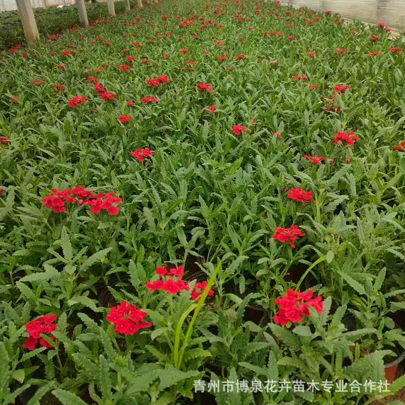 Красивая вишня с мелкими листьями, 2 галлона, саженцы для ландшафтного озеленения сада Чэнду, цветочные растения для цветочной окантовки, цветы в горшках и зеленые растения