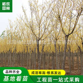 嫁接黄金槐树苗批发园林绿化落叶小乔木道路行道观赏树苗金枝国槐