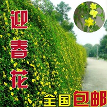 ӭ�������� ӭ���� ̽������e��ͥԺ�G�������ļ��ͺ�ֲ��