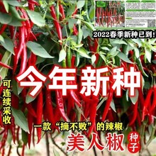 摘不败美人椒种子特色红尖椒长辣椒种子特香辣四季种盆栽蔬菜种籽