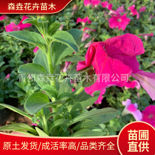 �ذ갫��ţ���Ա����ϻ��ܰ���ţ�����҃��̨���ֲֵ�ﴹ����