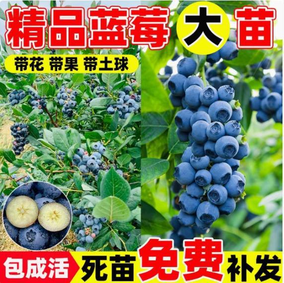 Blueberry Mist Blueberry Seedlings Potted Blueberry Fruit Saplings Large Fruit Cold-Resistant Southern and Northern Planting Grafted Rabbit Eye Blueberries