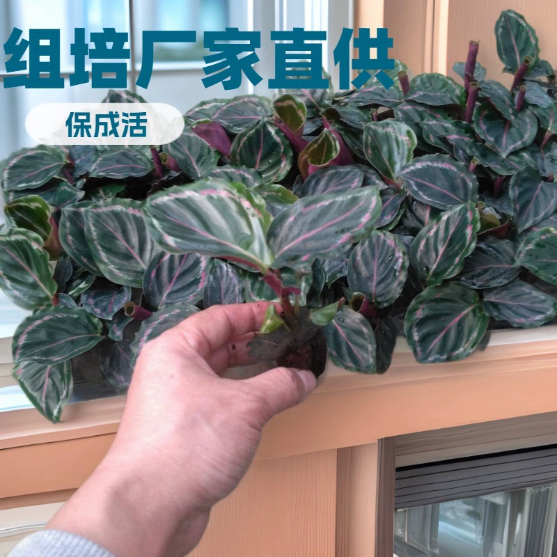 Производитель поставляет оптом базовые компоненты для выращивания зеленых растений в помещении с красивыми рассадами кореневого укоренителя (arrowroot), обеспечивающими выживаемость, а также рассаду для садоводства и культивирования тканевых культур цветов.