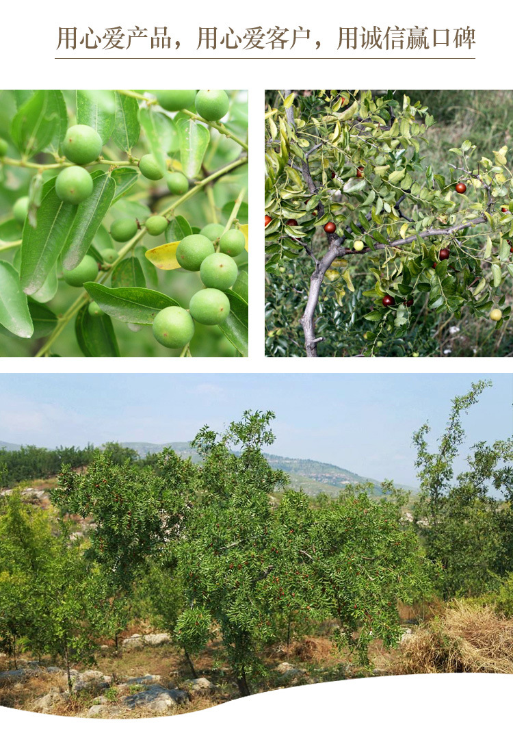 Sour Jujube Seed Suan Zao Ren 250g Dried Ziziphus Seeds for Herbal Tea and Decoction in use