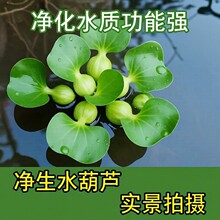 ˮ���Jˮ��Gֲˮ������ˮ�|ˮ���B���~���쾰�������B�~��ˮ�_��
