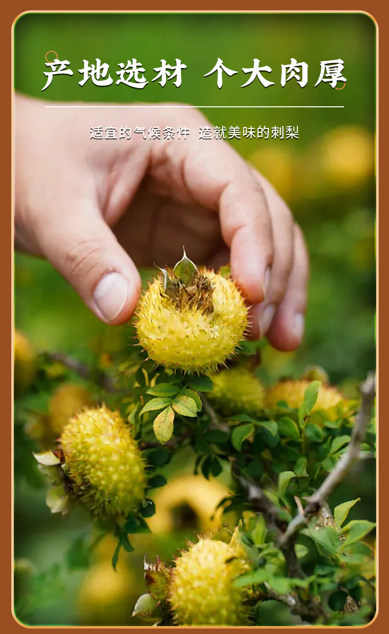 Freeze-Dried Rosa roxburghii Fruit 100g Ci Li Dried Fruit for Tea Infusions and Daily Wellness specifications