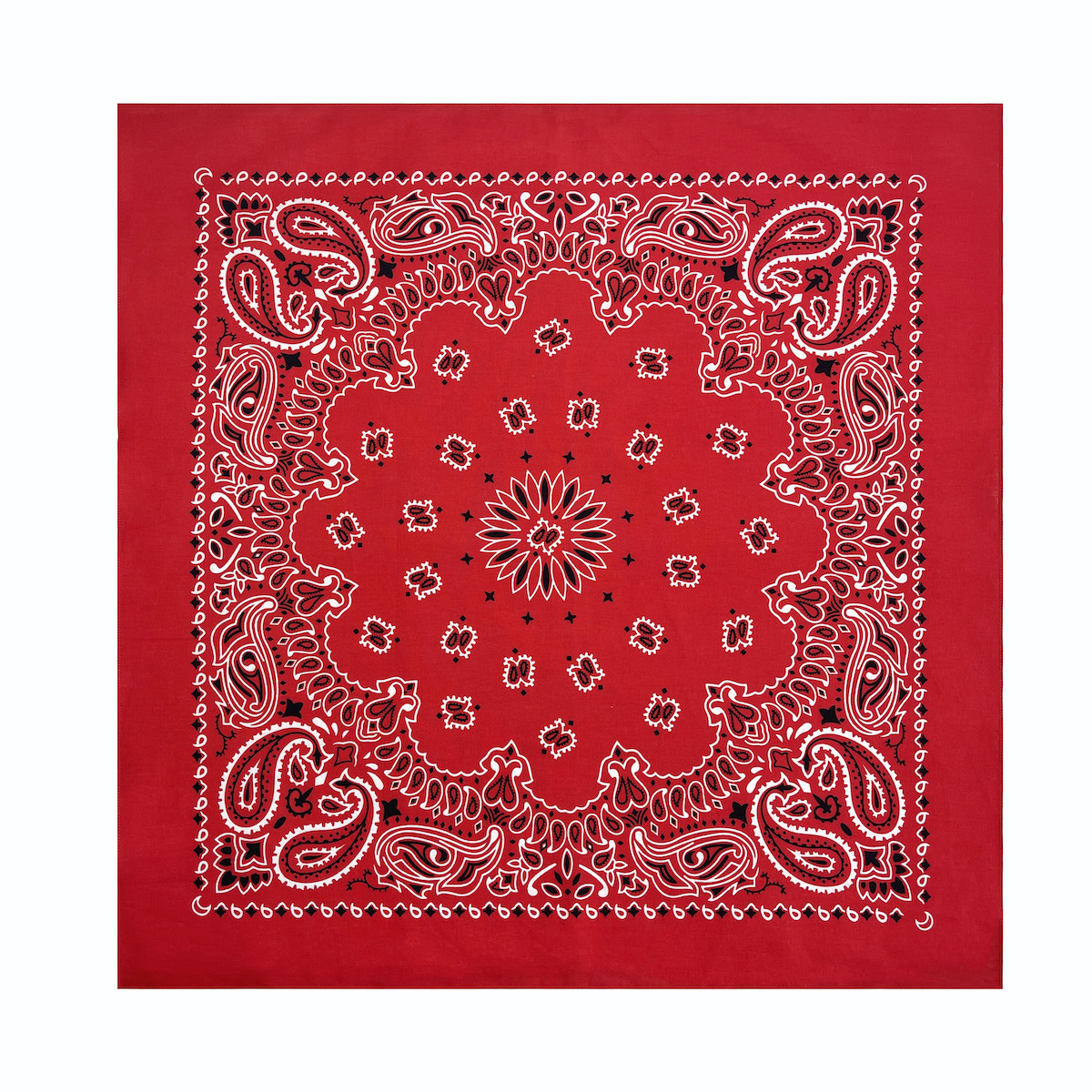 빨간 이중 캐슈 꽃