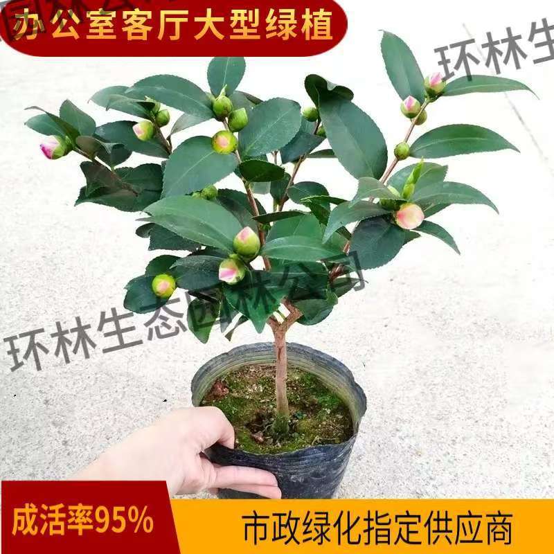 茶花盆栽树苗香妃茶花带花苞耐寒室内庭院阳台四季开花植物花直销