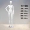 右叉腰踮脚（小胸款）