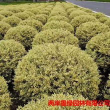 ��СϞ��ˮϞ���ش����t���^ľ���~�S�ͩ��ɭŮؑ