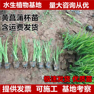 �S���Sβ�S���ѱ������ˮ������ͦˮֲ���~�������G��ֲ��С��