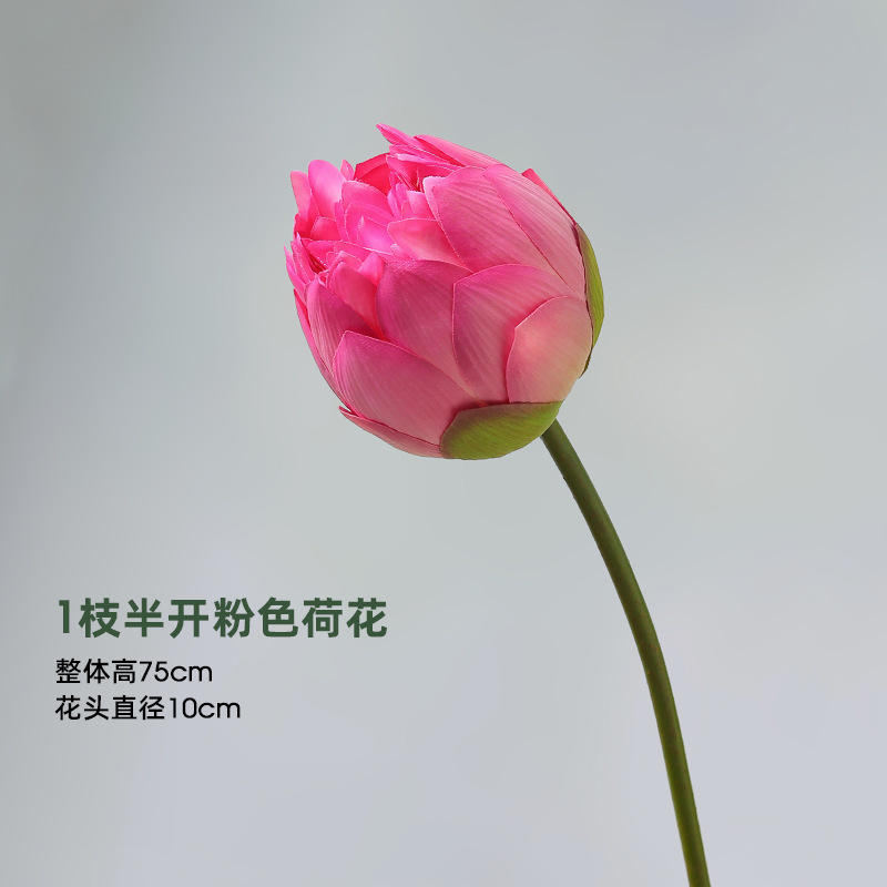 반꽃 연꽃 핑크