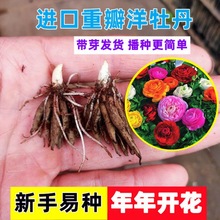 带芽花毛茛】重瓣洋牡丹芹叶牡丹花卉盆栽多年生本植物室内盆栽