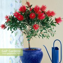 多花红千层花盆栽绿植四季阳台室内室外植物花卉耐寒串钱柳花观花