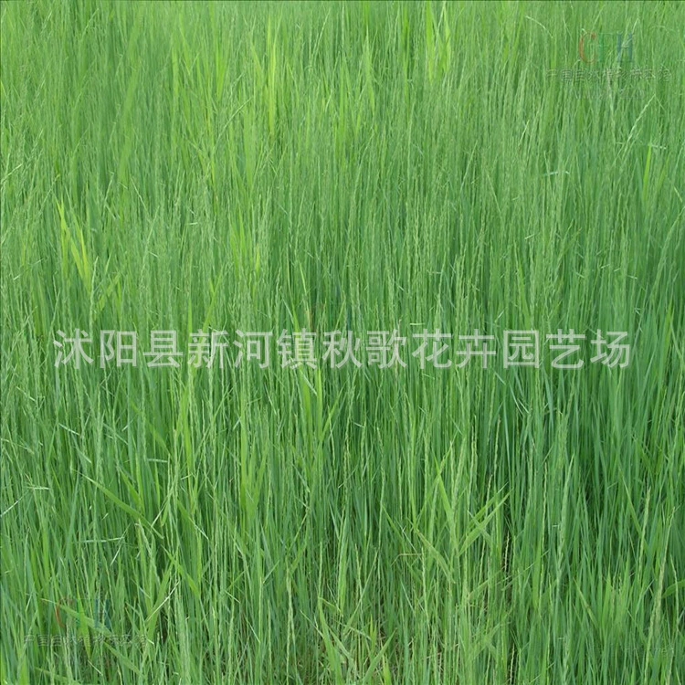 Оптовая продажа семян Leymus Chinensis Семена щелочной травы Семена Leymus chinensis Северная лошадь овца Крупный рогатый скот кормовой травы Семена