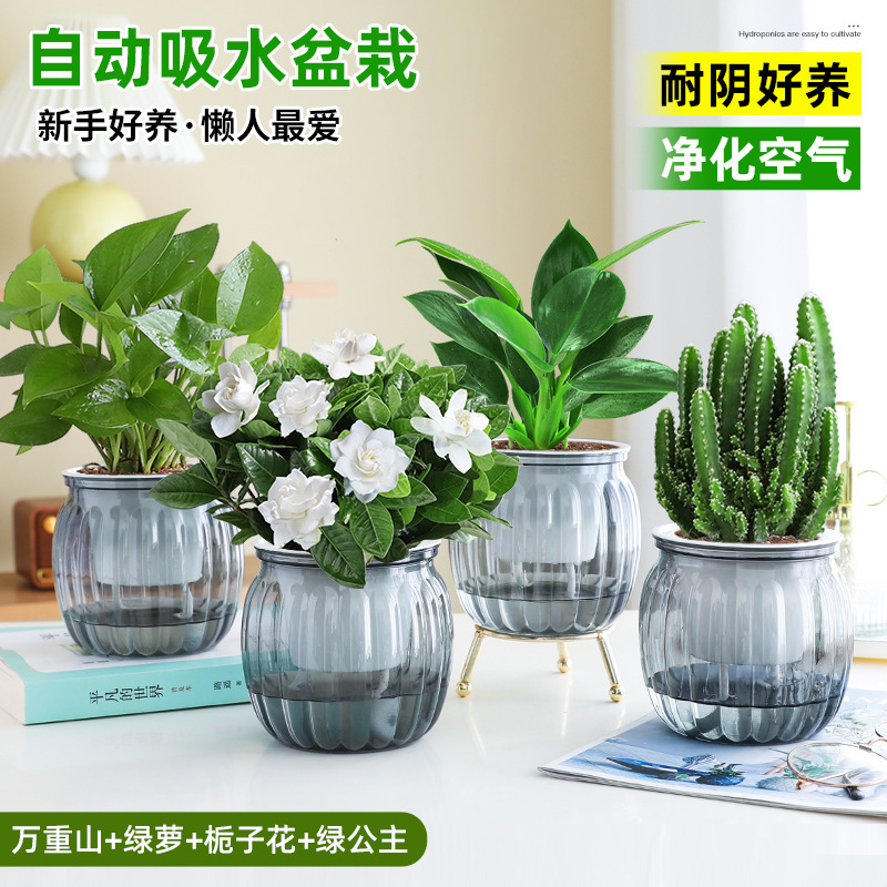 [특별 제공 화분 4개] 완중산 + 포토스 + 치자나무 + 그린 프린세스