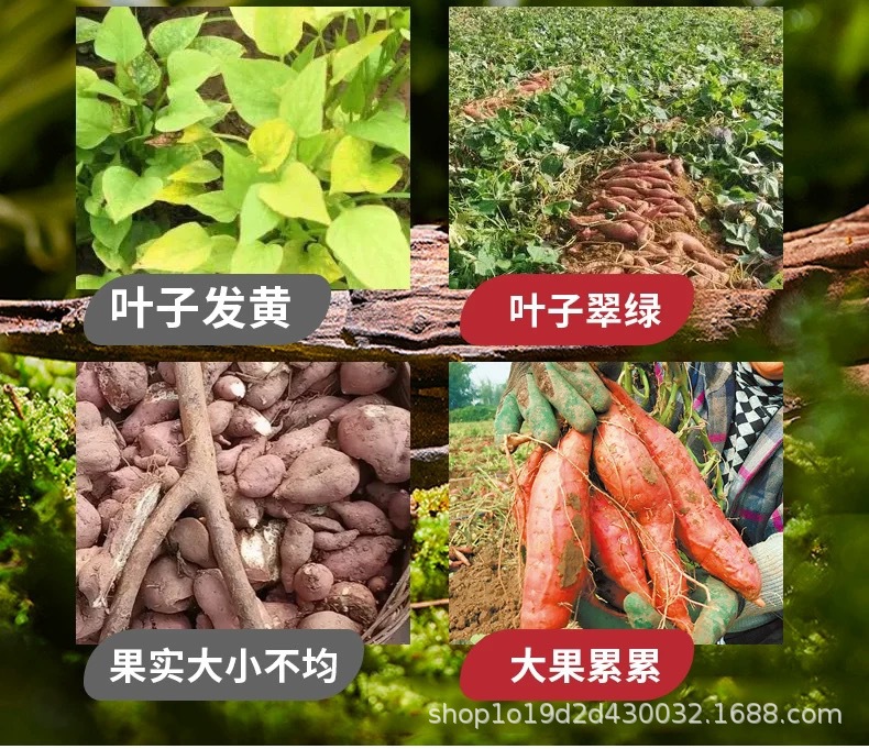 详情图