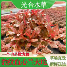 有茎类散装水草批发后景草活体真水草懒人光合水草坨草红丁香