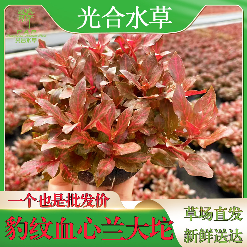 有茎类散装水草批发后景草活体真水草懒人光合水草坨草红丁香