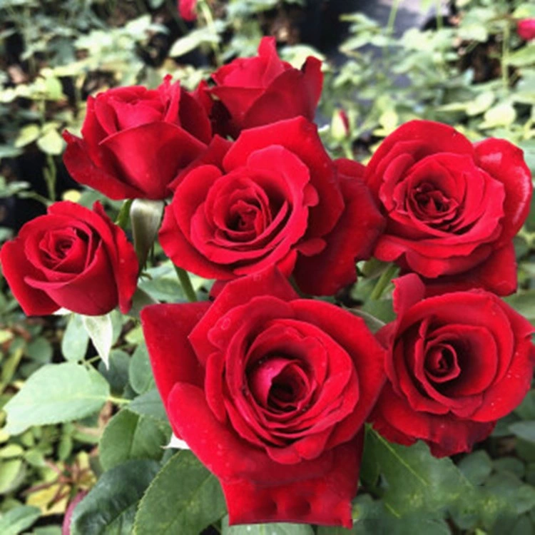 Балконная роза в горшке с бутонами цветет круглый год. Розы легко выращивать и кормить рассаду роз.