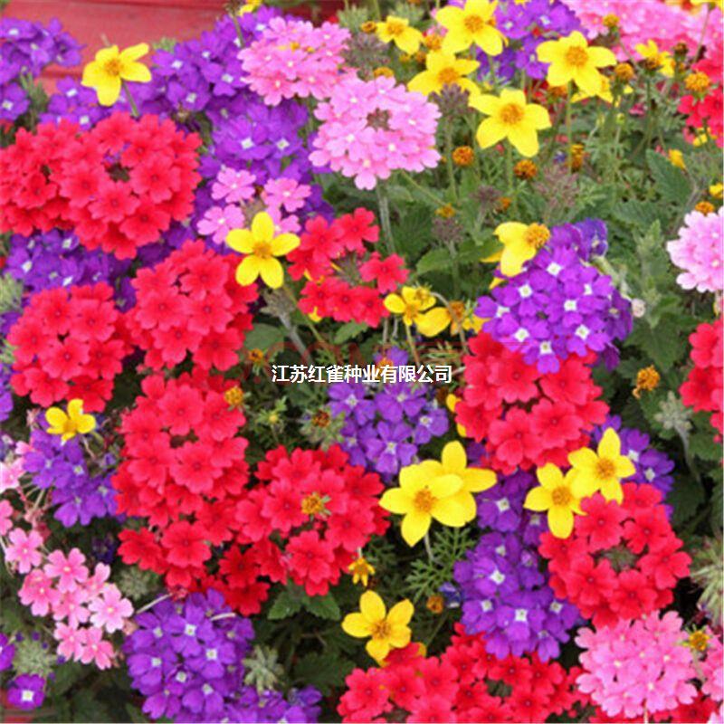 美女樱种子园林景观工程绿化花种子五色梅四季绣球花籽花海