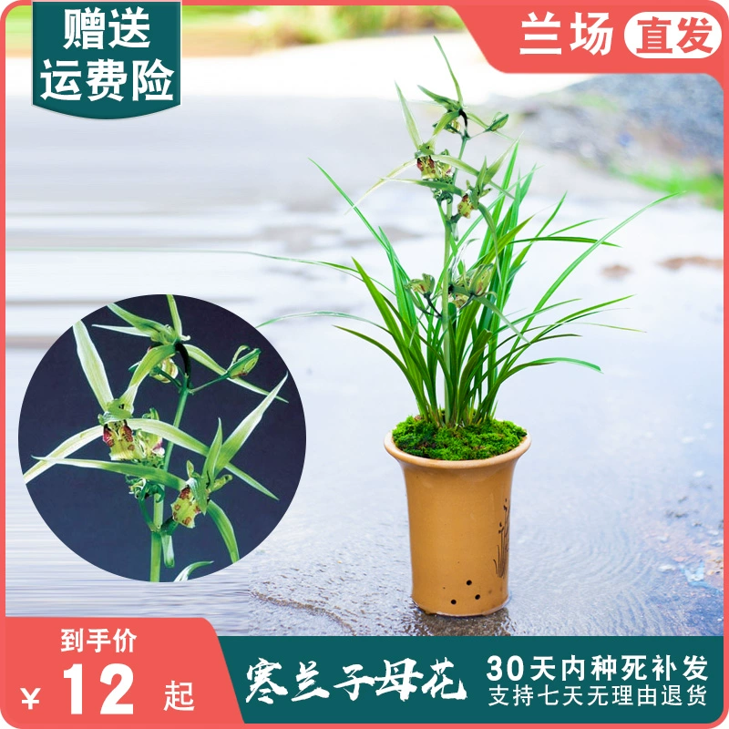 [Цветок матери и матери орхидеи] Цветочные растения в горшках драгоценных орхидей