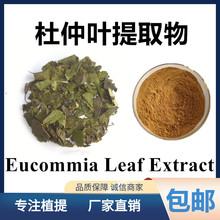 杜仲叶提取物10:1 Eucommia leaf Extract 另有杜仲粉 杜仲绿原酸