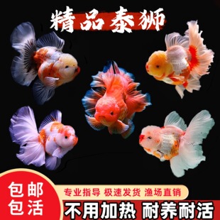 ̩�{���~�m�۽��~���~����̩�{�׻���B��ˮ��ˮ�~�^�p�~��β�~��