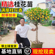 �ļ��𻨘������Լ޽Ӱ����Ϙ��辰��ֲ���_�������҃����̨ͥԺ