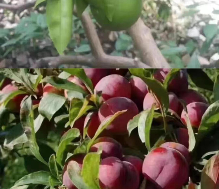 O1CN01aW4nm62KaUSwqtUN9_!!2215