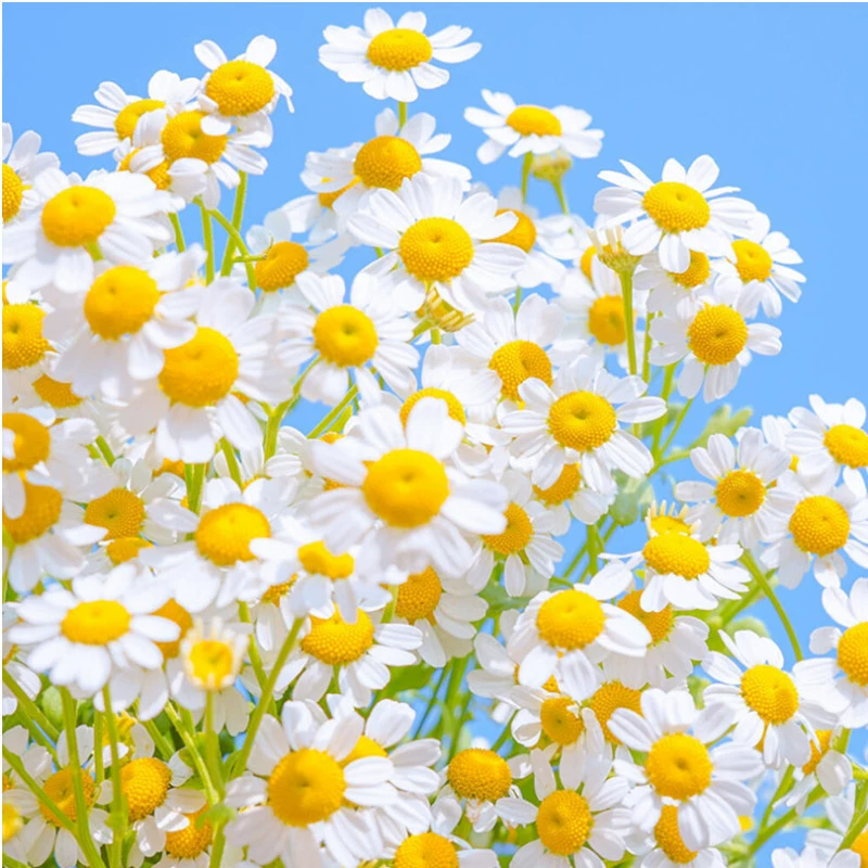 Семена ромашки, семена подсолнечника, семена белой хризантемы, семена подсолнечника, семена цветов Gesang, цветущие в любое время года, комнатные растения во дворе, на открытом воздухе.