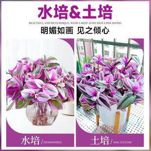 �ͮ���Y���m���Գ����B�k���ҾGֲ�҃Ȼ����^�~��ɫֲ�����~���m