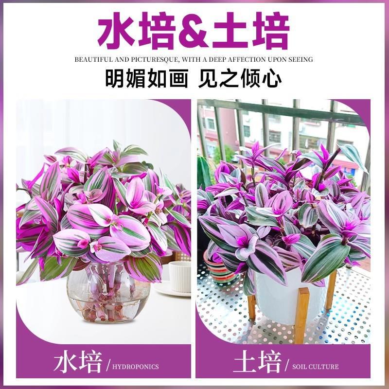 Oil Painting Wedding Hanging Orchid Potted Plant, Easy to Care For, Office Greenery, Indoor Flower, Foliage, Colorful Plant, Purple Leaf Hanging Orchid Oil Painting Wedding Hanging Orchid Potted Plant, Easy to Care For, Office Greenery, Indoor Flower, Foliage, Colorful Plant, Purple Leaf Hanging Orchid