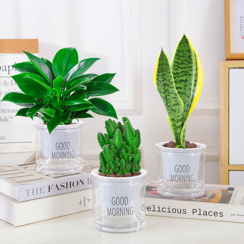 [인터넷 연예인 핫셀링] 골든다이아몬드 + 타이거피란 + 완중산(좋은아침분지) + 영양액