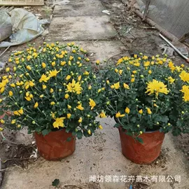 宿根花卉;一二年生花卉;灌木