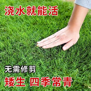 Lawn Seeds Grass Seeds Evergreen Greening Bermudagrass Bermuda Tall Fescue Ryegrass Skin Seeds Slope and Soil