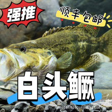 白头鳜中华少鳞鳜