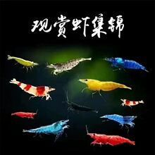 彩色损小虾快递套餐工具鱼缸观赏虾虾鲜活除藻虾清洁米包活体淡水
