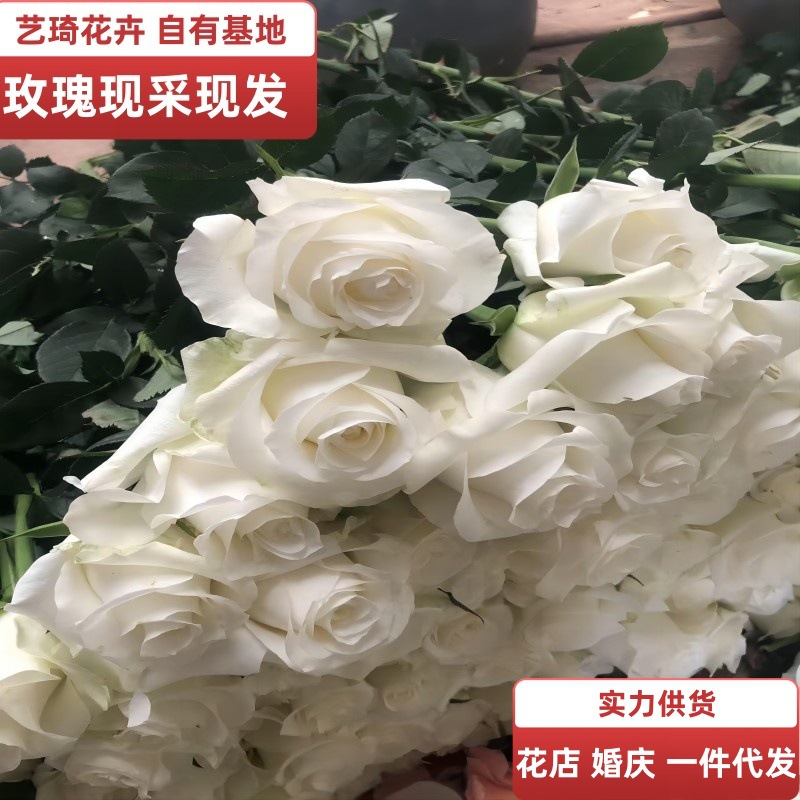 白玫瑰云南基地鲜花直批白色玫瑰花水培花束花材批发一件代发包邮