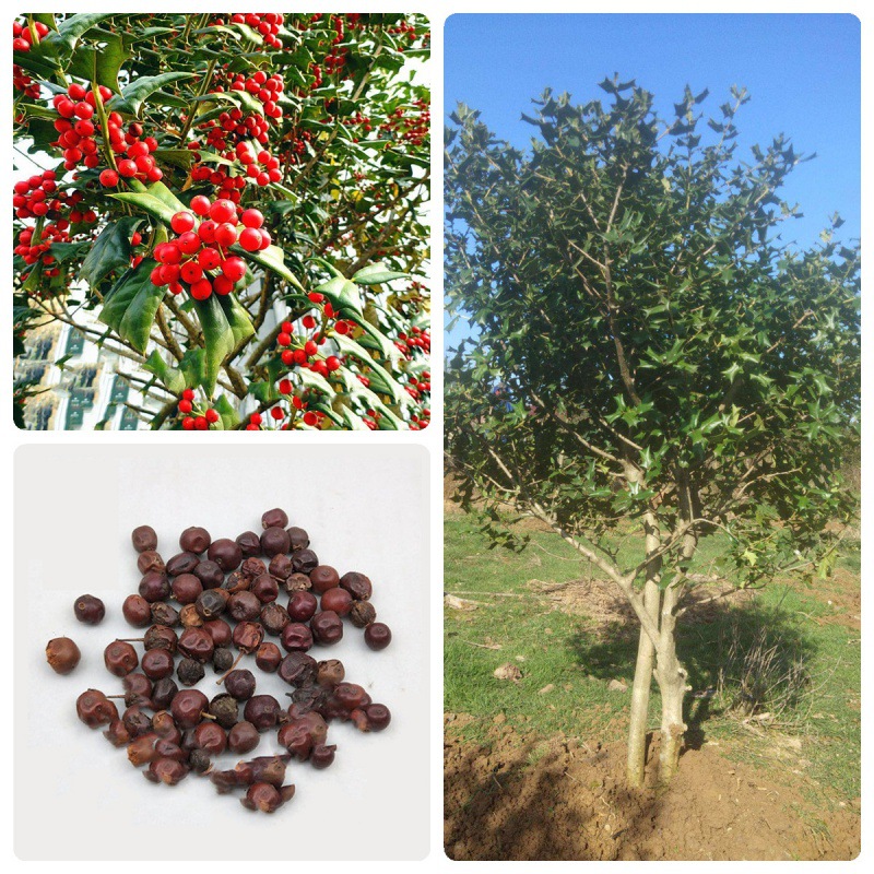 销售有刺构骨种子无刺枸骨种籽又名猫儿刺老虎刺常绿灌木或小乔木