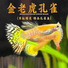 ���ϻ���ȸ�~�N�~�ɷ�ֳ���R�~̥���~�����~��ʹ�~�^�p�~�Ꭷ�~