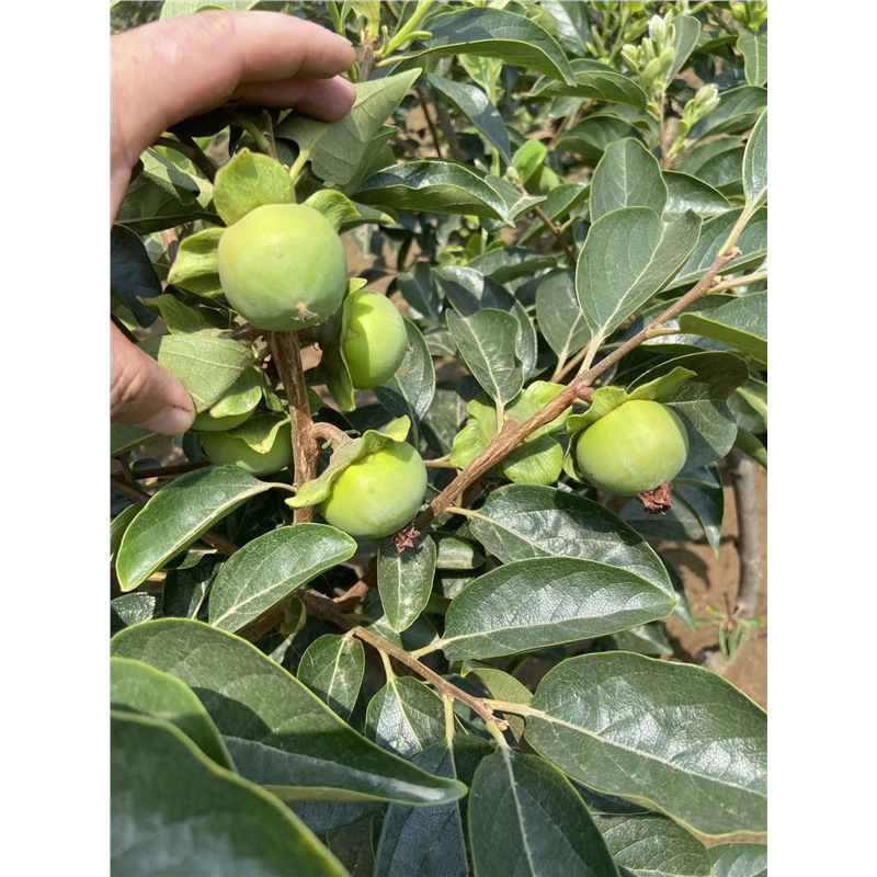 柿子树苗火晶柿盆栽日本甜柿南方北方种植当年结果磨盘脆香甜