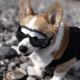Pet Glasses Warm Sunglasses Puppy Sunglasses Windproof Teddy Fadou Corgi Dog Windproof Pet Products